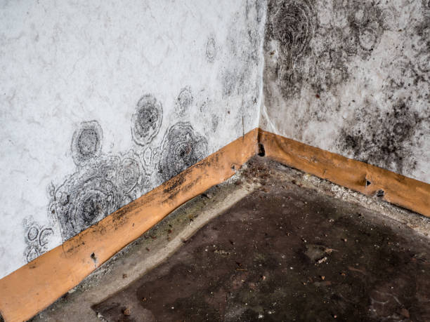 Forensic Mold Investigation in Taos Pueblo, NM